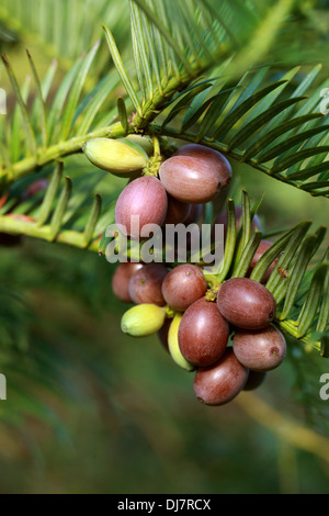 Plum Yew chinois, Cephalotaxus fortunei, Cephalotaxaceae. La Chine, la Birmanie. Plum Yew aka chinois, Cowtail le pin. Banque D'Images