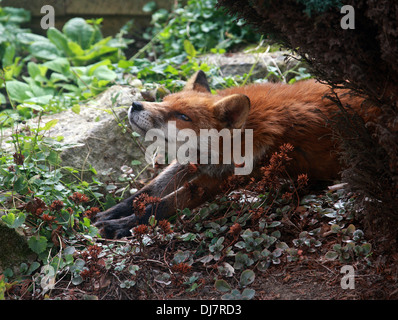 Renard roux européen, Vulpes vulpes crucigera. Farniente dans un jardin de banlieue. Banque D'Images