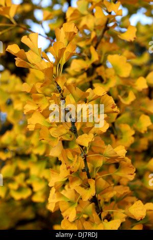 Arbre aux 40 écus, le Ginkgo biloba, Ginkgoaceae. Le sud-est de la Chine. Dans la couleur en automne. Banque D'Images