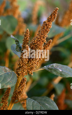 Le blé, l'Amaranthus cruentus Inca, Amaranthaceae. Le Mexique, l'Amérique centrale. Banque D'Images