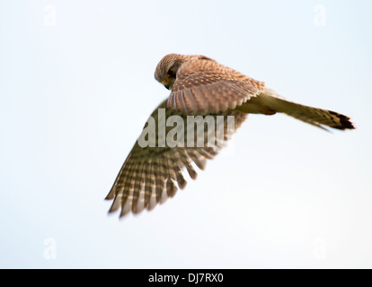 Femme Sauvage, Kestrel Falco tinnunculus planant la recherche de proies Banque D'Images