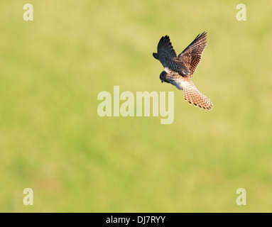 Femme Sauvage, Kestrel Falco tinnunculus planant la recherche de proies Banque D'Images