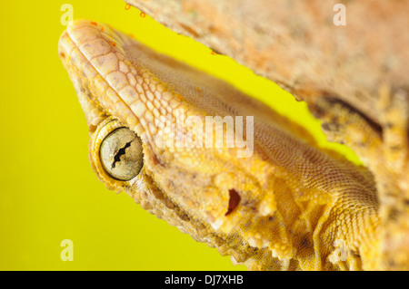 Détails tête Gecko Banque D'Images