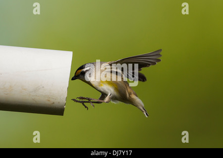 Pardalote strié volant dans son nid dans une vieille pipe Banque D'Images