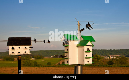 Martins pourpres et maisons d'oiseaux sur une ferme amish dans le comté de Lancaster, Pennsylvanie, États-Unis, maison d'oiseaux rurale Martin en boîte d'oiseaux en bois, nichoirs Banque D'Images