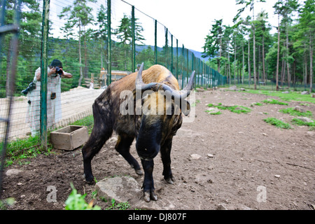 Takin,Animal,National du Bhoutan croisement entre une vache et une chèvre,Motithang Takin Réserver,Thimphu, Bhoutan Banque D'Images