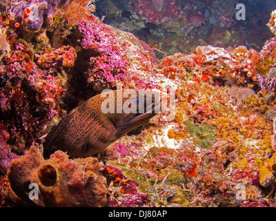 Murène géante sur un récif de coraux colorés à Bunaken, Indonésie Banque D'Images