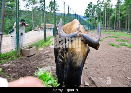 Takin,Animal,National du Bhoutan croisement entre une vache et une chèvre,Motithang Takin Réserver,Thimphu, Bhoutan Banque D'Images