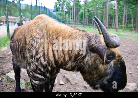 Takin,Animal,National du Bhoutan croisement entre une vache et une chèvre,Motithang Takin Réserver,Thimphu, Bhoutan Banque D'Images