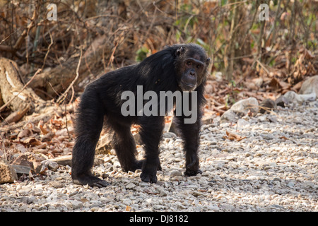 L'Est de l'homme dans la région du Gombe Stream chimpanzé, Parc National de Tanzanie, Afrique de l'Est Banque D'Images