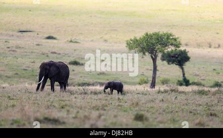 Nairobi, Kenya. 24 nov., 2013. Un éléphant et son enfant à pied à la Masai Mara National Reserve, Kenya, le 23 novembre 2013. De poursuivre l'alimentation et l'eau, un grand nombre d'animaux sauvages ont fait leur deuxième voyage de la migration de cette année à la Réserve nationale du Masai Mara au Kenya en raison de la sécheresse dans le Parc National du Serengeti de Tanzanie. Credit : Meng Chenguang/Xinhua/Alamy Live News Banque D'Images