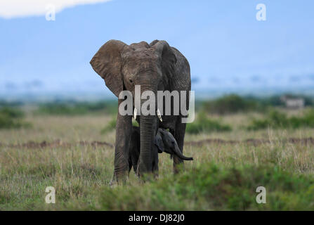 Nairobi, Kenya. 24 nov., 2013. Un éléphant et son enfant sont vus à la Masai Mara National Reserve, Kenya, 24 novembre 2013. De poursuivre l'alimentation et l'eau, un grand nombre d'animaux sauvages ont fait leur deuxième voyage de la migration de cette année à la Réserve nationale du Masai Mara au Kenya en raison de la sécheresse dans le Parc National du Serengeti de Tanzanie. Credit : Meng Chenguang/Xinhua/Alamy Live News Banque D'Images