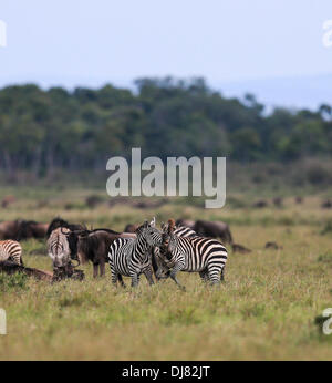 Nairobi, Kenya. 24 nov., 2013. Deux zèbres jouer les uns avec les autres à la Masai Mara National Reserve, Kenya, le 23 novembre 2013. De poursuivre l'alimentation et l'eau, un grand nombre d'animaux sauvages ont fait leur deuxième voyage de la migration de cette année à la Réserve nationale du Masai Mara au Kenya en raison de la sécheresse dans le Parc National du Serengeti de Tanzanie. Credit : Meng Chenguang/Xinhua/Alamy Live News Banque D'Images