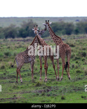 Nairobi, Kenya. 24 nov., 2013. Trois girafes sont vus à la Masai Mara National Reserve, Kenya, le 23 novembre 2013. De poursuivre l'alimentation et l'eau, un grand nombre d'animaux sauvages ont fait leur deuxième voyage de la migration de cette année à la Réserve nationale du Masai Mara au Kenya en raison de la sécheresse dans le Parc National du Serengeti de Tanzanie. Credit : Meng Chenguang/Xinhua/Alamy Live News Banque D'Images