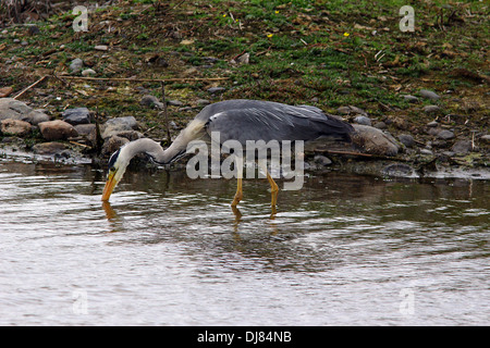 Héron cendré à la réserve RSPB,le Nord du Pays de Galles Conwy, Banque D'Images