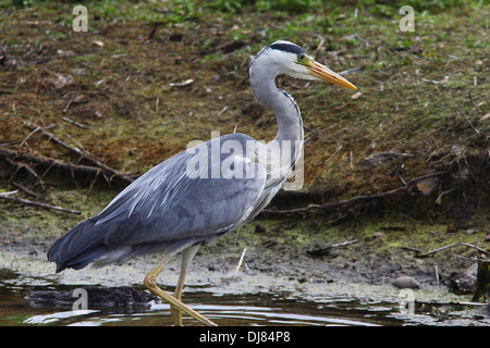 Héron cendré dans l'RSPB Réserve Conwy Banque D'Images