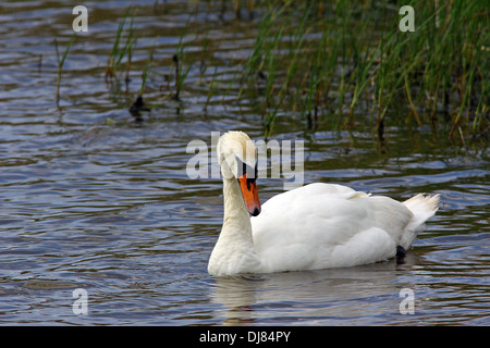 Cygne muet à Conwy RSPB, au nord du Pays de Galles Banque D'Images