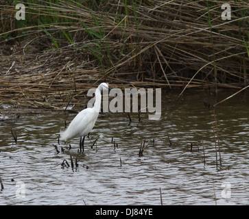 RSPB Conwy, Nord du Pays de Galles Banque D'Images