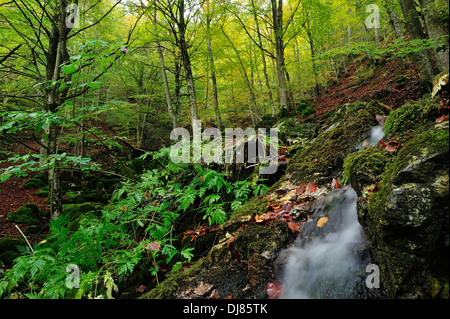 Fondillo Valley, Parc National des Abruzzes, Pescasseroli, Abruzzes, Italie Banque D'Images
