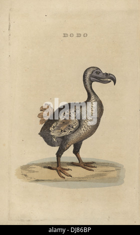 Raphus cucullatus, Dodo, oiseau disparu (anciennement Didus ineptus). Banque D'Images