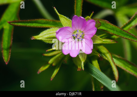 Une seule fleur de cut-leaved crane's-bill (Geranium dissectum) blloming Elmley au National Nature Reserve, à l'île de Sheppey Banque D'Images