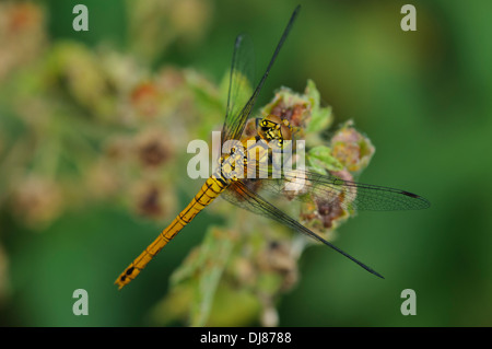 Une femelle ruddy darter dragonfly (Sympetrum sanguineum) perché sur la végétation de la réserve naturelle nationale Elmley, Isle of Sheppey, Banque D'Images