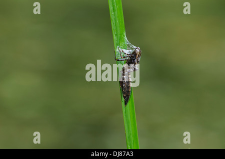 L'exuvie d'un Hawker brun dragonfly (Aeshna grandis) attaché à un roseau et recouverts de soie d'araignée à Sevenoaks re de la faune Banque D'Images