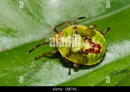 Le cinquième et dernier stade nymphe d'un shieldbug (Elasmostethus interstinctus bouleau) marcher sur une feuille dans un jardin. Banque D'Images