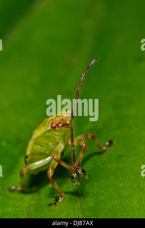 Le cinquième et dernier stade nymphe d'un shieldbug (Elasmostethus interstinctus bouleau) marcher sur une feuille dans un jardin. Banque D'Images