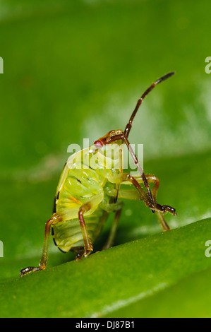 Le cinquième et dernier stade nymphe d'un shieldbug (Elasmostethus interstinctus bouleau) marcher sur une feuille dans un jardin. Banque D'Images