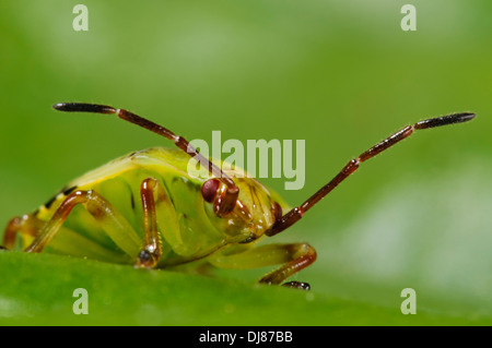 Le cinquième et dernier stade nymphe d'un shieldbug (Elasmostethus interstinctus bouleau) marcher sur une feuille dans un jardin. Banque D'Images