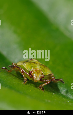 Le cinquième et dernier stade nymphe d'un shieldbug (Elasmostethus interstinctus bouleau) marcher sur une feuille dans un jardin. Banque D'Images