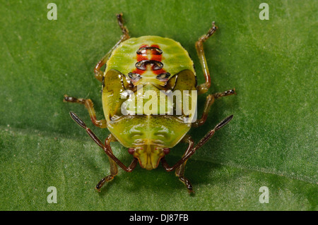 Le cinquième et dernier stade nymphe d'un shieldbug (Elasmostethus interstinctus bouleau) marcher sur une feuille dans un jardin. Banque D'Images