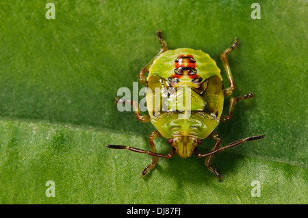 Le cinquième et dernier stade nymphe d'un shieldbug (Elasmostethus interstinctus bouleau) marcher sur une feuille dans un jardin. Banque D'Images