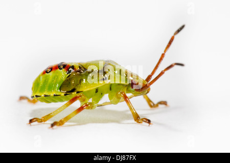 Le cinquième et dernier stade nymphe d'un shieldbug (Elasmostethus interstinctus bouleau). Un studio portrait contre un blanc retour Banque D'Images