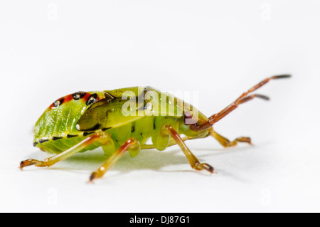 Le cinquième et dernier stade nymphe d'un shieldbug (Elasmostethus interstinctus bouleau). Un studio portrait contre un blanc retour Banque D'Images