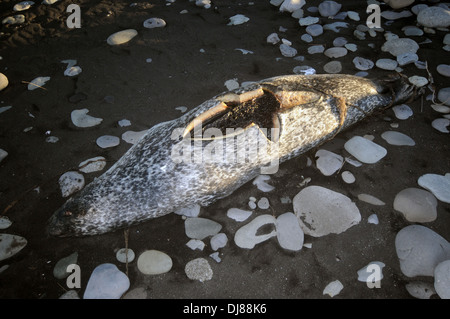 Dead phoque commun (Phoca vitulina), probablement tué par boatstrike, Jokulsarlon, le Parc National de Vatnajökull, Islande Banque D'Images