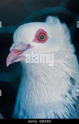 Pigeon blanc marron Banque D'Images