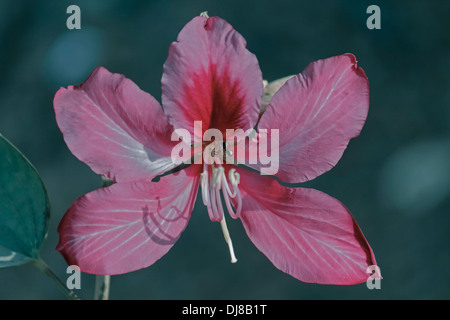 Fleur de Hong Kong, Orchid-Tree à fleurs rouges, de Bauhinia blakeana x Bauhinia, Pune, Maharashtra, Inde Banque D'Images