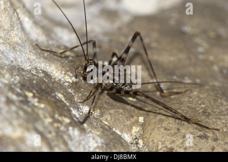 Cave cricket. famille Rhaphidophoridae, Bara tang, îles Andaman, en Inde Banque D'Images