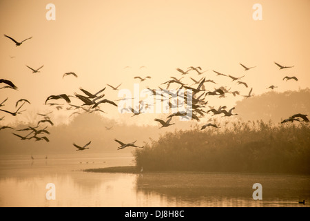 Refuge d'Agemon Haute Galilée Israël,cranes Banque D'Images