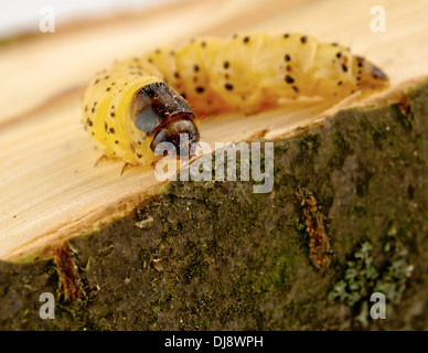 Peu woodworm Golf Polo se trouve sur un arbre Banque D'Images