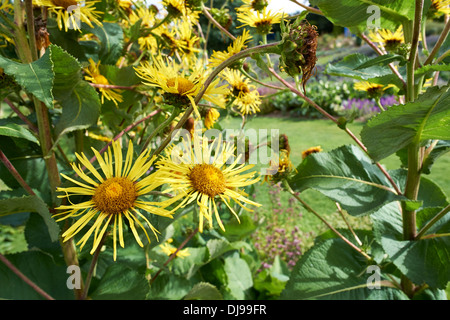 Un jardin anglais, marguerites jaunes, England, UK. Banque D'Images