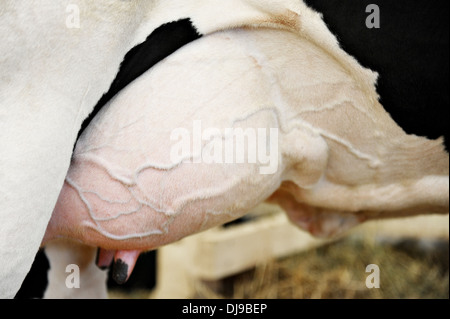 Détail avec un plein pis d'une vache Holstein Banque D'Images
