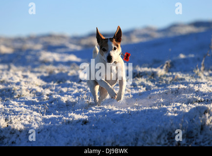 Le Temple de Salomon, Grinlow Tower, Buxton, Derbyshire Peak District, , terrier, chien, Banque D'Images