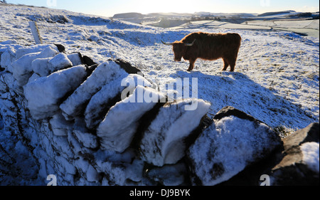 Après une nuit de neige, une vache brave gel au Temple de Salomon, aussi connu comme Grinlow Tower, Buxton, Derbyshire Banque D'Images