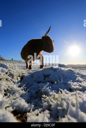 Après une nuit de neige, une vache brave gel au Temple de Salomon, aussi connu comme Grinlow Tower, Buxton, Derbyshire Banque D'Images