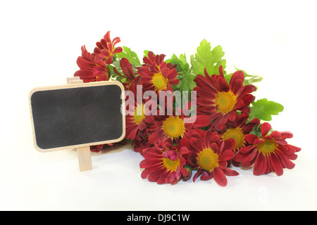 Un petit bouquet de chrysanthèmes sur fond blanc Banque D'Images