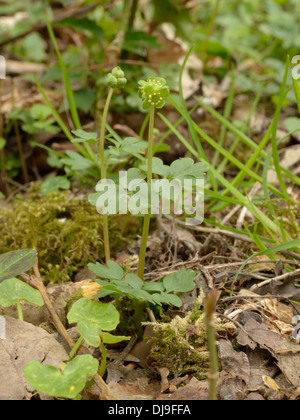 Moschatel ou de ville réveil, Adoxa moschatellina Banque D'Images