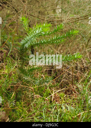 Singe des semis-puzzle, Araucaria araucana Banque D'Images